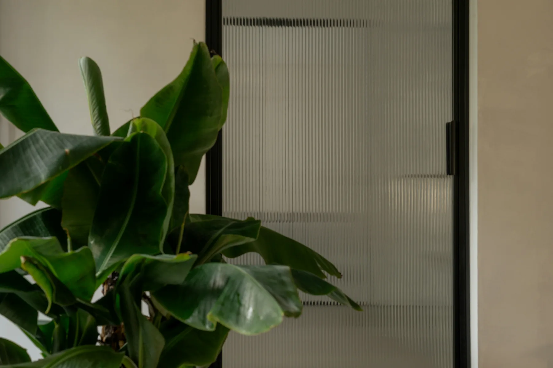 Broad tropical leaves beside textured glass and a calm neutral wall