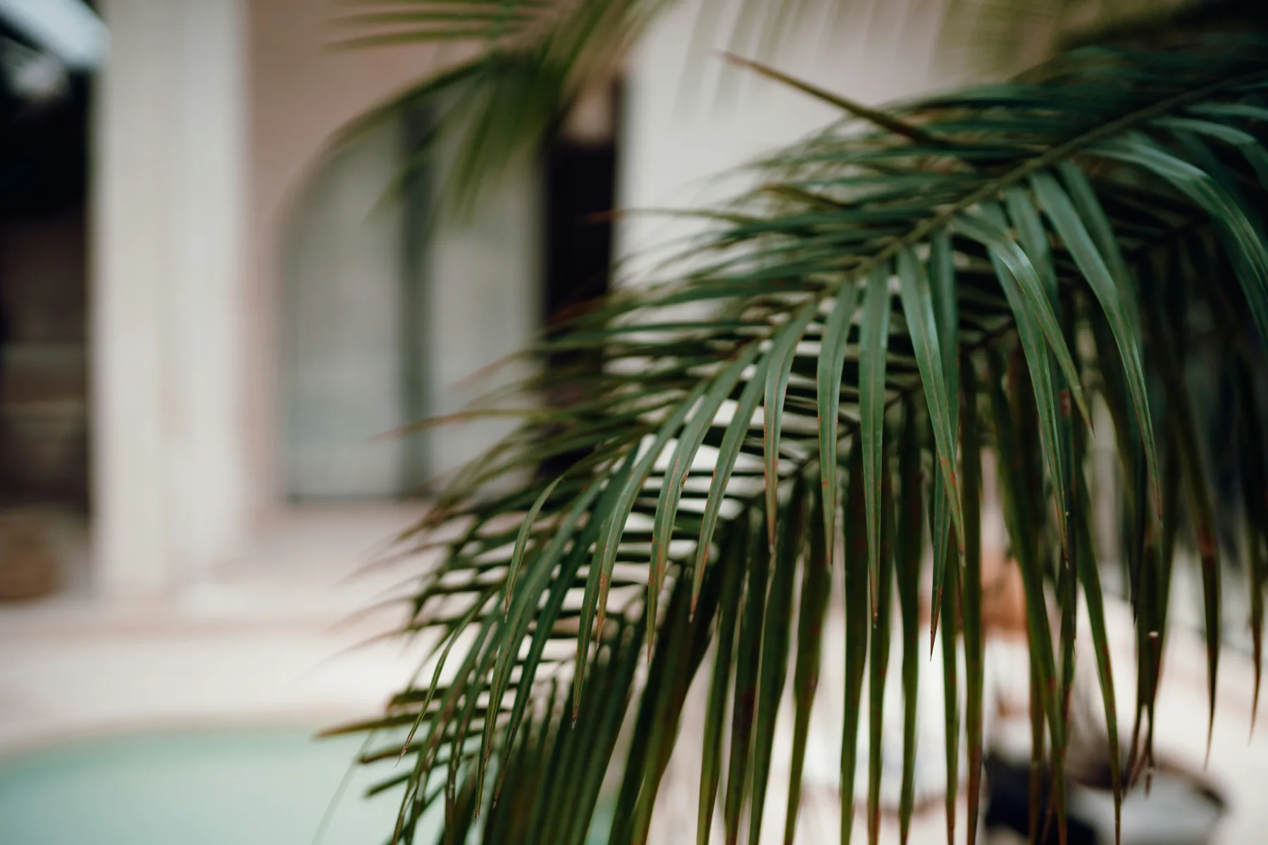 Palm fronds beside a small tropical home with soft daylight and blurred architecture