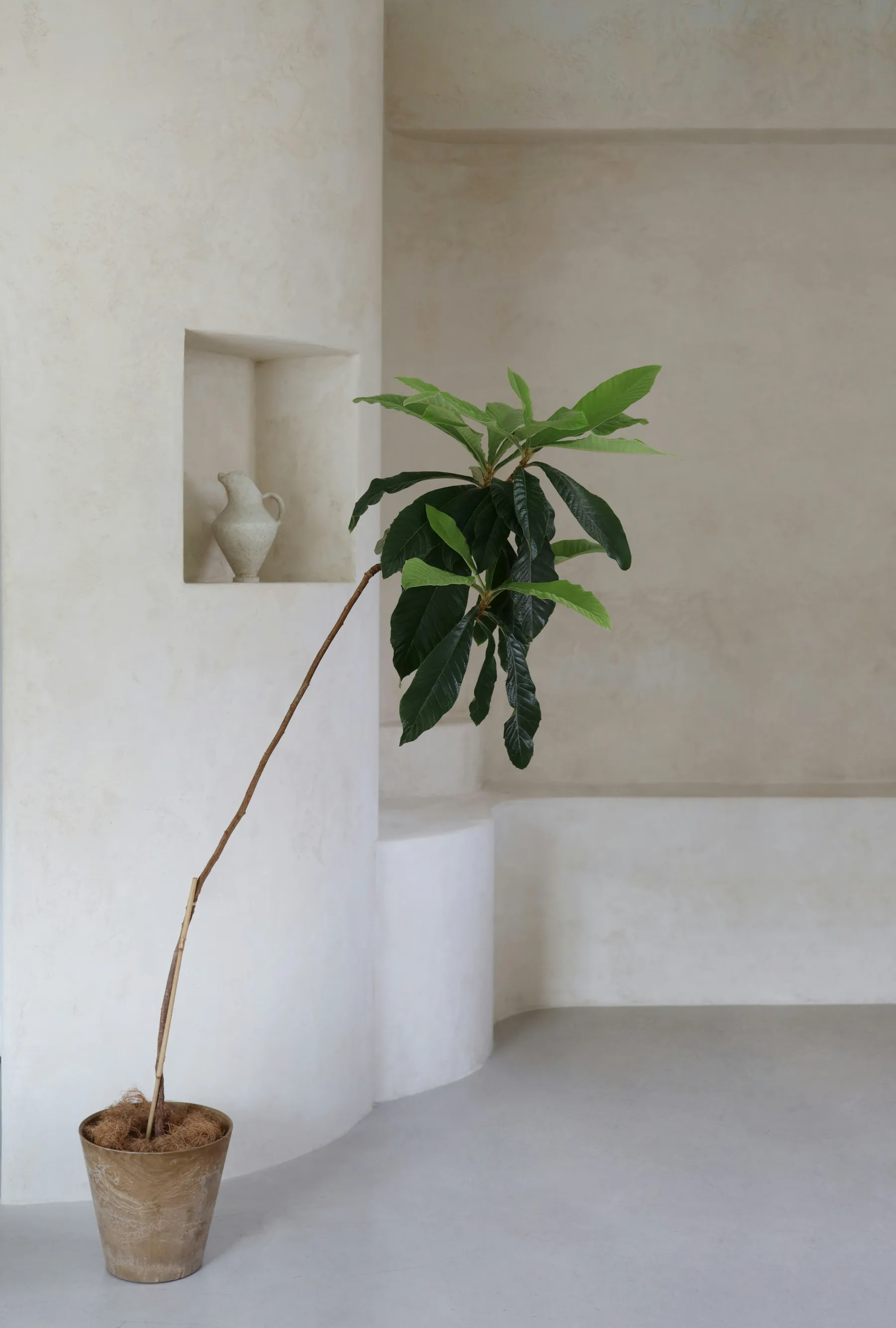 A warm tropical minimal room with natural texture, soft light, and restrained furniture