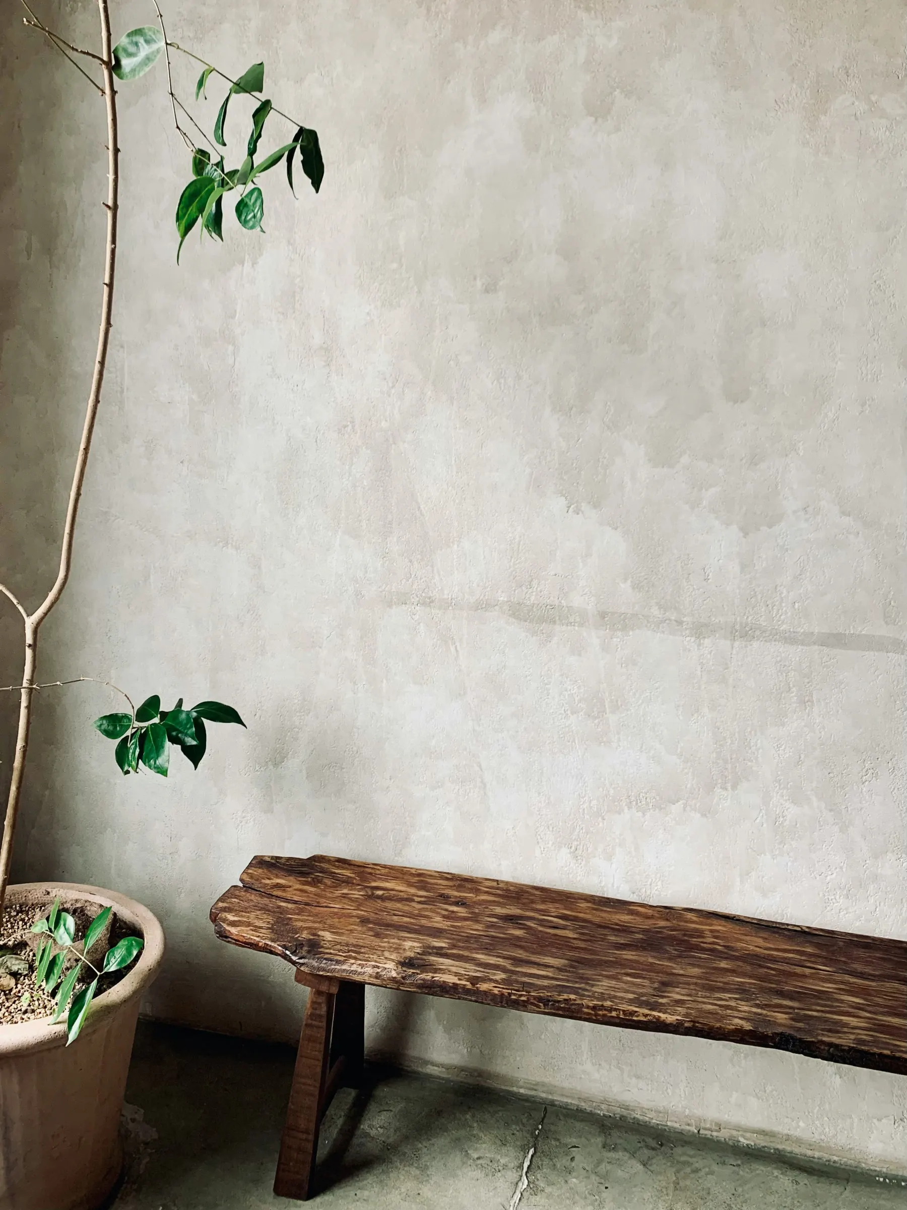 Limewashed wall catching soft tropical light and showing subtle tonal movement