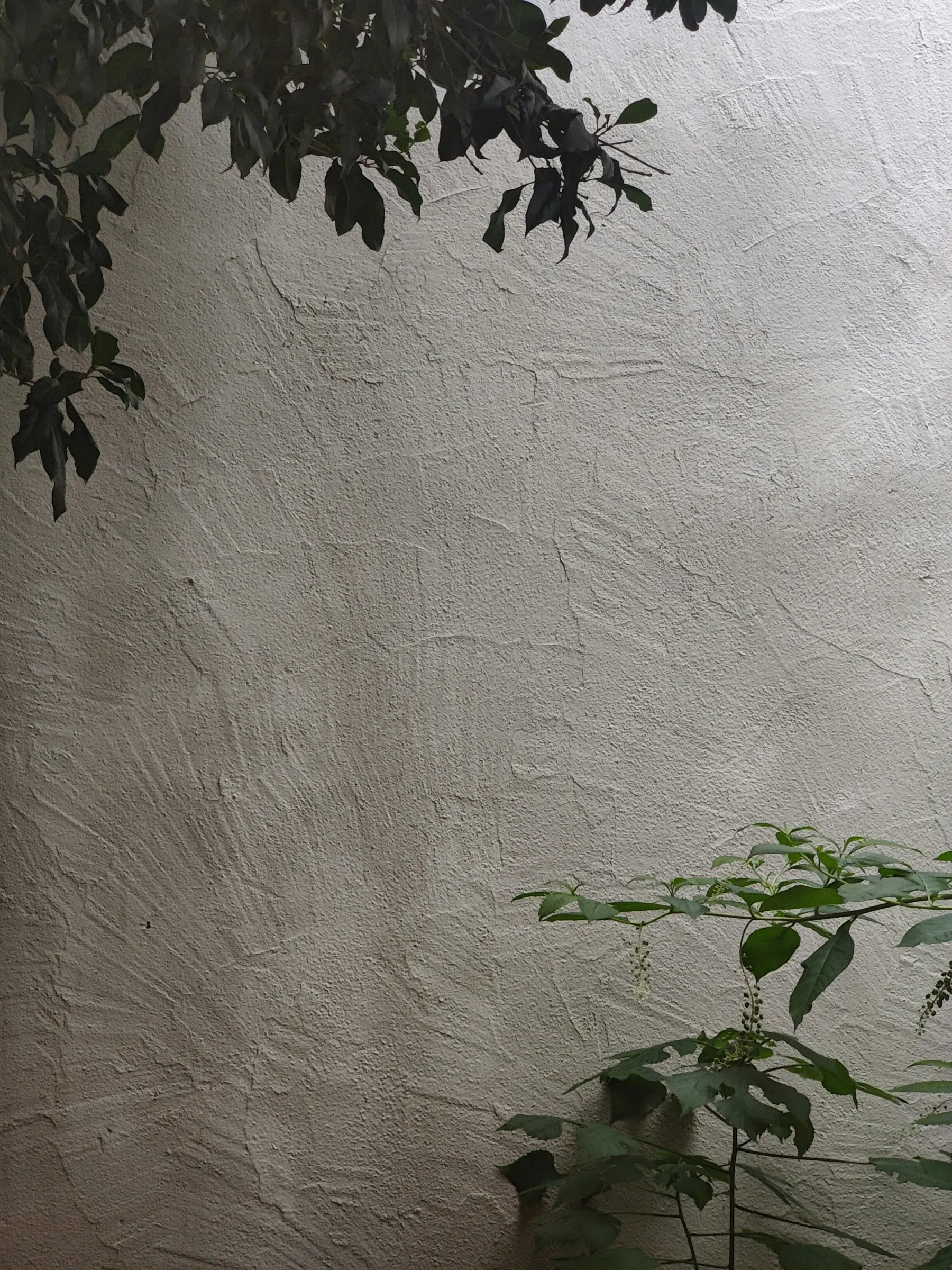 Soft limewash plaster texture with a breathable mineral surface